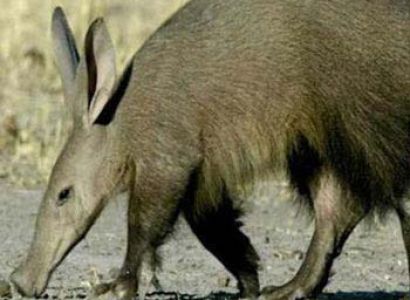 Road Safari Tsavo East National Park & Taita Hills Sanctuary (from Malindi)