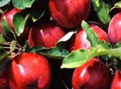 Tour to Valley of Apples