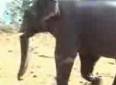 Wildlife Tour Of Rajasthan