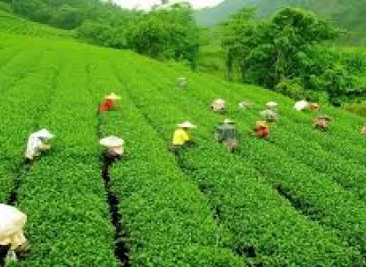 Sikkim with Darjeeling - Luxury Package