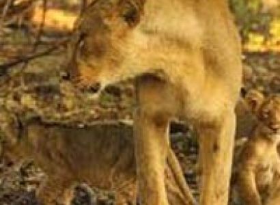 Pilgrimage with Wild Life & Beach : 07 Days Tour