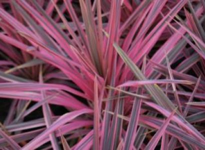 Southern Splendour Tour