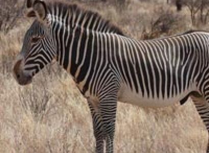 3 Days and 2 Nights Kenya Samburu Tour