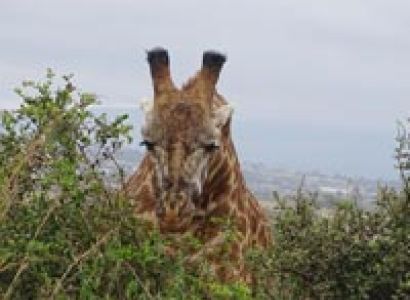 2 Night 3 Days at Amboseli National Park