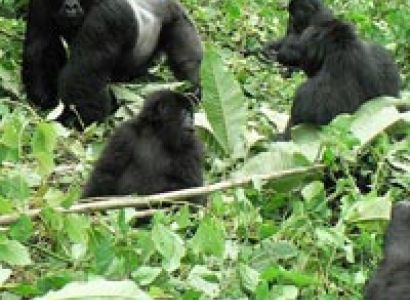 Rwanda Gorilla Trekking Tour