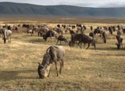 Arusha, Manyara, Serengeti & Ngorongoro Safari