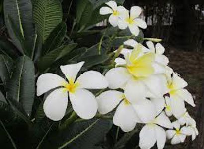 Temple Tree Resort & Spa