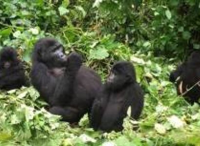 Fly-in Safari to Bwindi Impenetrable