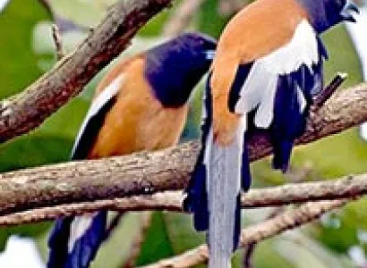 Nepal Bird Watching Tour