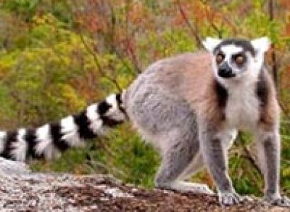 Meet in Madagascar Tour