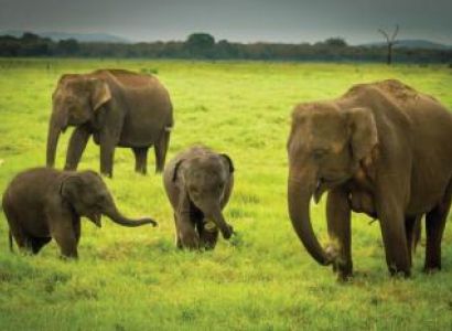 Classical Wildlife Adventure Tour Package