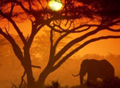 19 Days Kenya - Tanzania Best Wildlife Lodge Safari - Rwanda Gorilla Tracking Tour