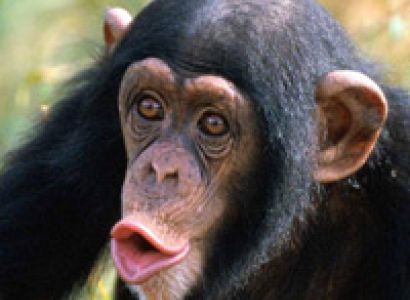 Katavi - Mahale - Gombe Tour - 9 Days 8 Nights