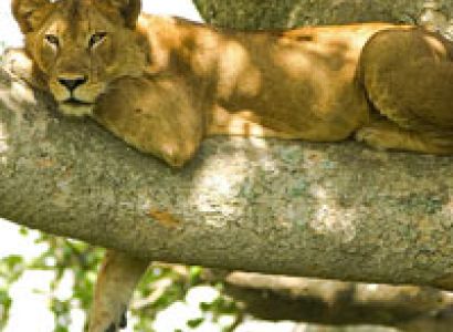 8 Days Tanzania Migration Safari Tour