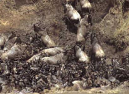 7 Days Manyara - Serengeti - Ngorongoro - Tarangire package