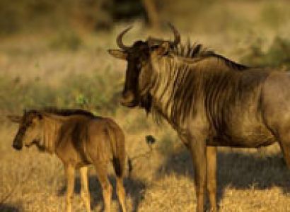 6 Days Manyara - Ngorongoro - Serengeti Migration Lodge Safari Tour