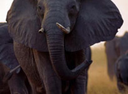 5 Days Manyara - Ngorongoro - Serengeti Wildlife Lodge Holiday Tour