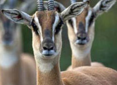 4 Days Lake Manyara - Ngorongoro - Tarangire Wildlife Tour