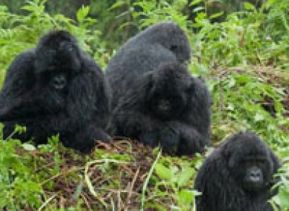 Kenya - Tanzania best wildlife lodge - Uganda Gorilla safari Tour
