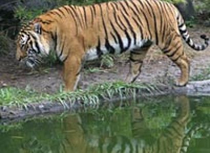 Kolkata Delight Package