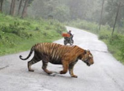 Adventures - Wildlife Package