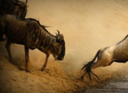 4 Days 3 Nights Mara Wildebeest Migration Safari Package