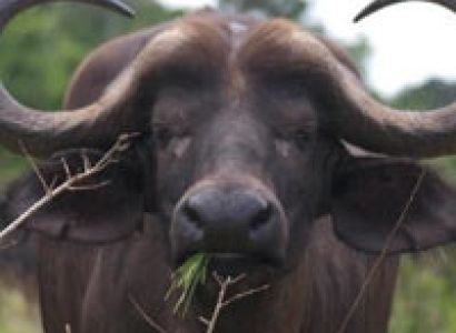 Classic Safaris Amboseli - Mt Kenya - Samburu Game Reserve Tour