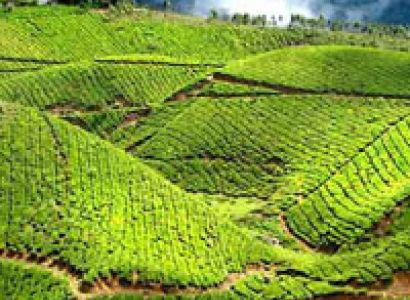 Enchanting Kerala Budget Holidays Package