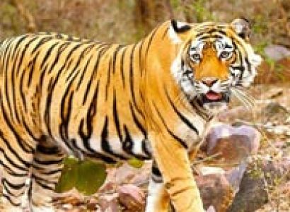 Short Escape to Ranthambore Tour