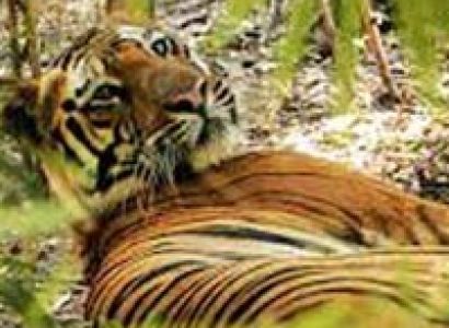 Short Escape to Bandhavgarh Tour