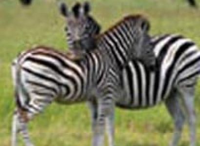 Uganda Hotspots Wildlife And Gorilla Safari-15 Days Package