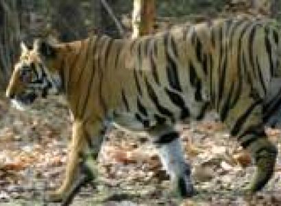 Bandhavgarh National Park Birding Tour Package