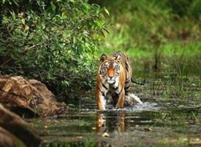 Khajuraho Bandhavgarh National Park Tour Package