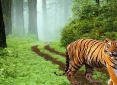 Bandhavgarh Weekend Tour Package