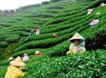 Mesmerizing Darjeeling Gangtok Tour (Honeymoon Special)