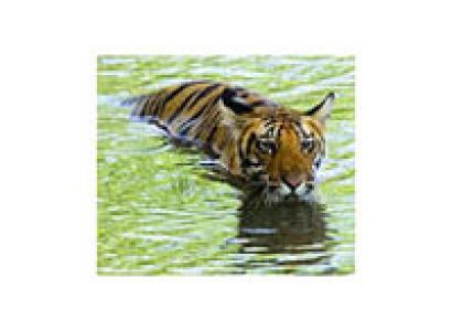 Madhya Pradesh Tiger Tour