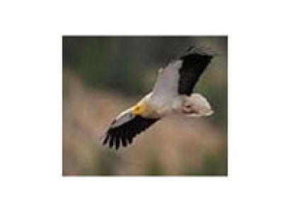 Madhya Pradesh Bird Watching Tour