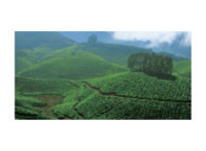 Munnar Tour Packages