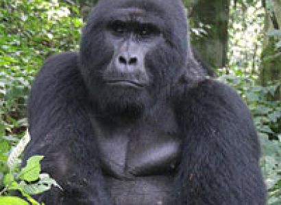 Bwindi Impenetrable National Park Tour