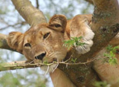 Wildlife and Lake Mburo Tour