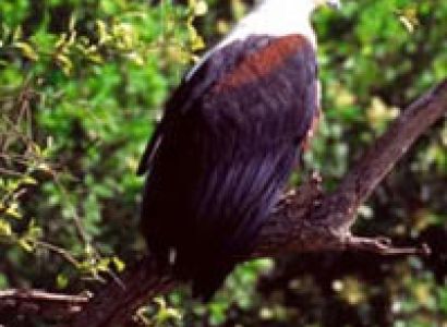 Birding In Uganda With Gorillas Package (14 Days)