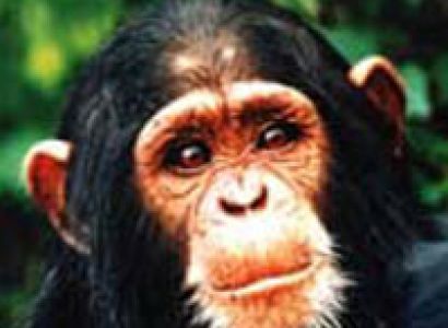 Ngamba Chimpanzee Sanctuary Tour