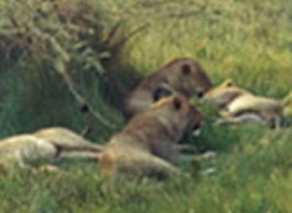 Queen Elizabeth Park Tour