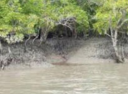 Sunderban Tiger Camp