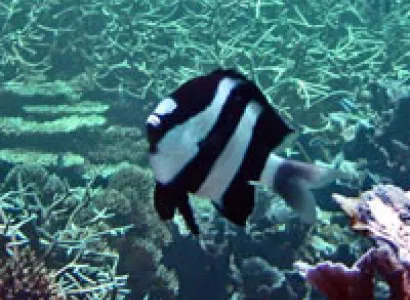 The Sapphire Package