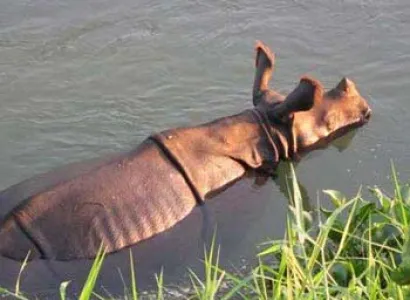 Jungle Safari in Chitwan Tour