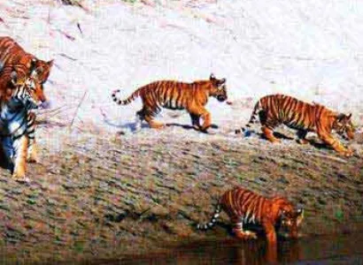 Bardia National Park Wildlife Safari Tour