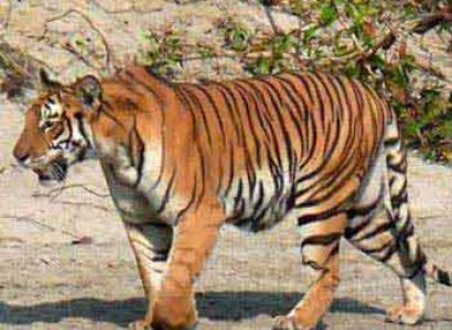 Nature and Wildlife Tour in Nepal