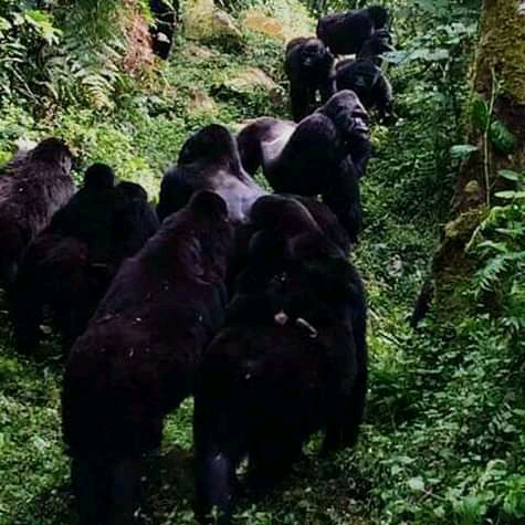 African Gorilla Adventu..