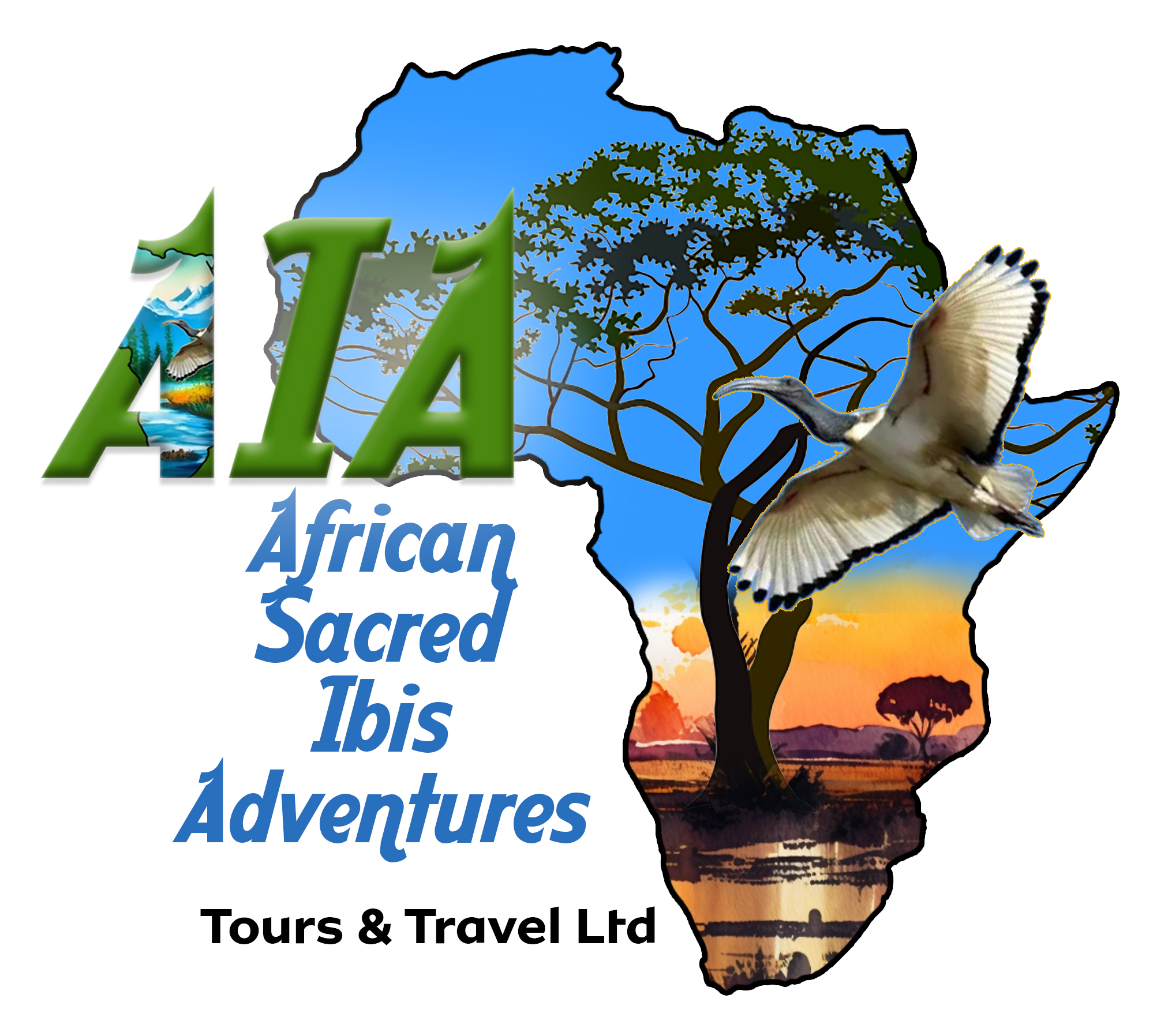 African Sacred Ibis Adv..